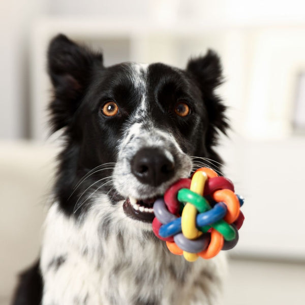 Pet Toys