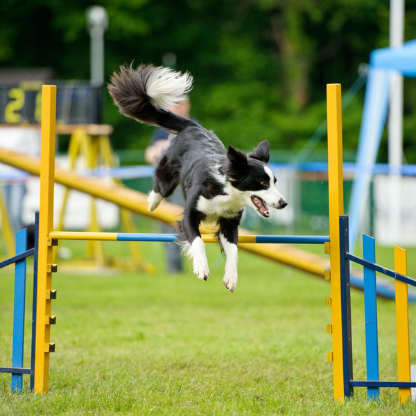 Pet Training Supplies