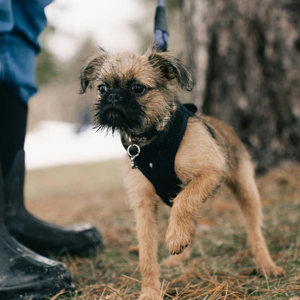 Collars, Leashes, and Harnesses