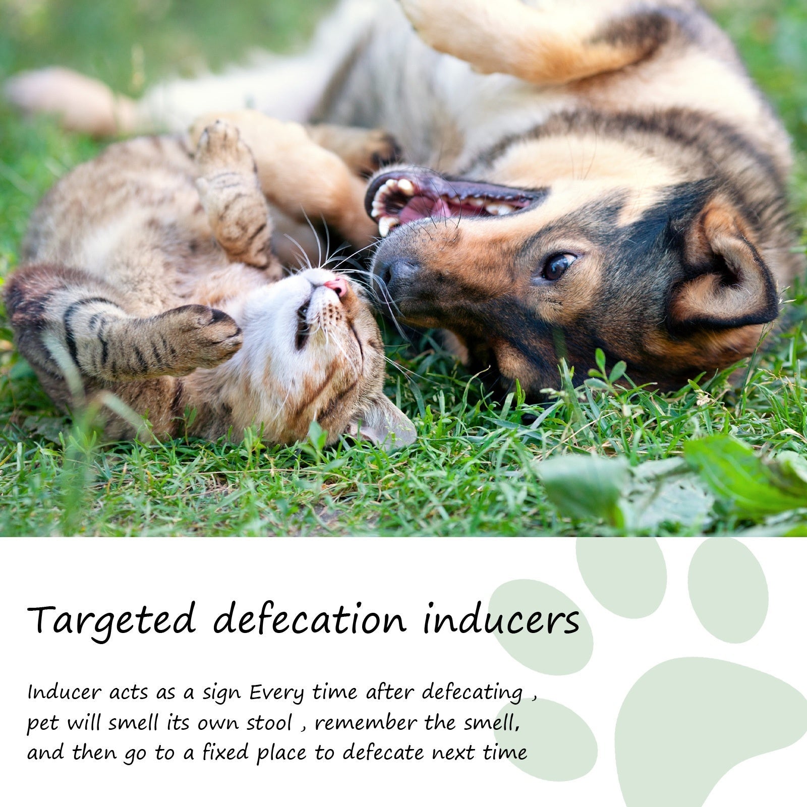 Pet Toilet Training Agent for Waste Positioning and Induction
