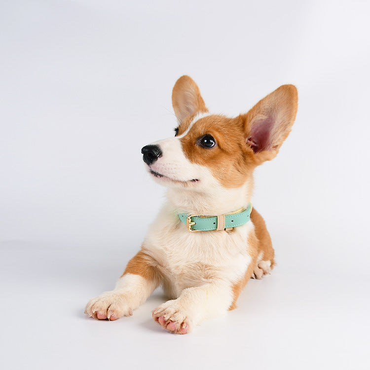 2 Tone Leather Dog Collar Adjustable Stylish Pet Walking